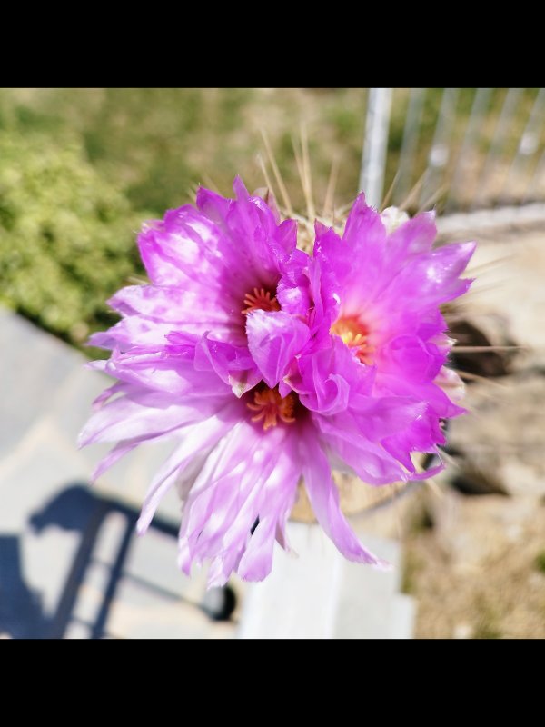 Thelocactus bicolor 