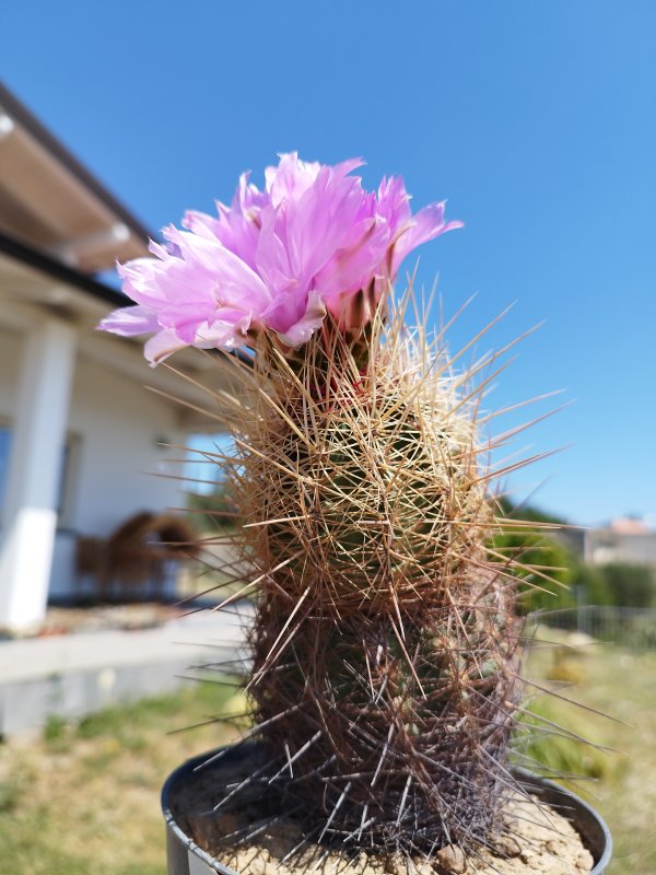 Thelocactus bicolor 