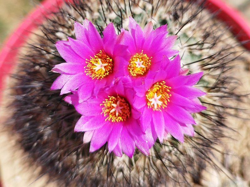 Turbinicarpus viereckii 