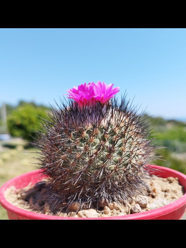 Turbinicarpus viereckii 