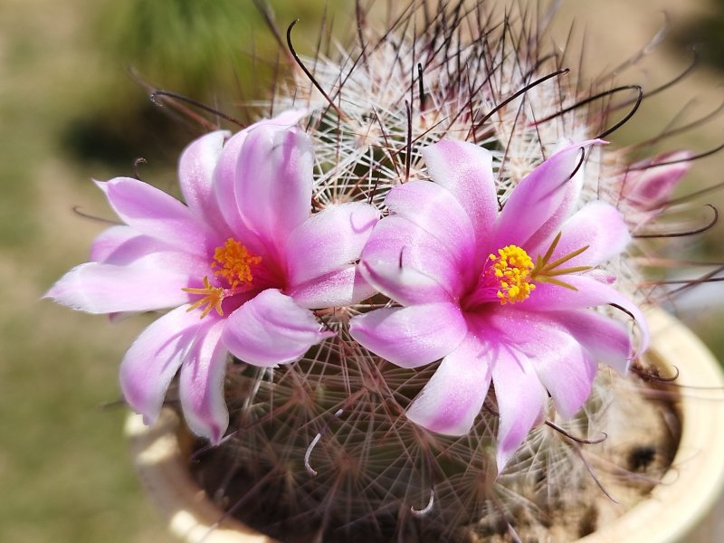 Mammillaria grahamii 