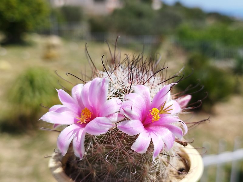 Mammillaria grahamii 