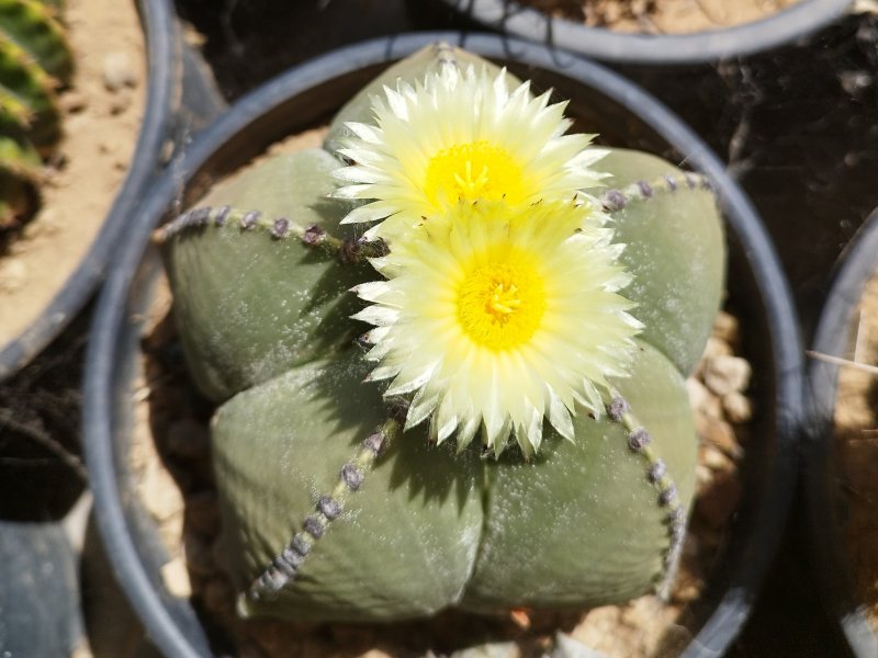 Astrophytum myriostigma v. nudum 