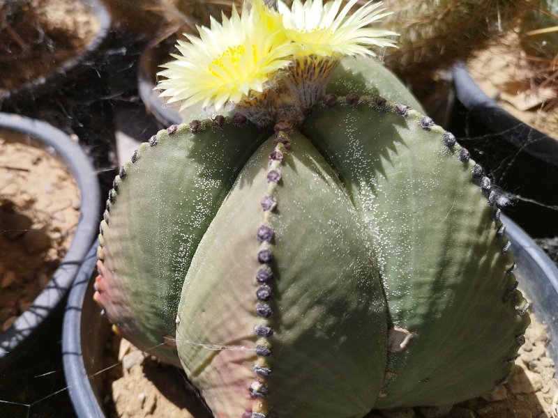 Astrophytum myriostigma v. nudum 