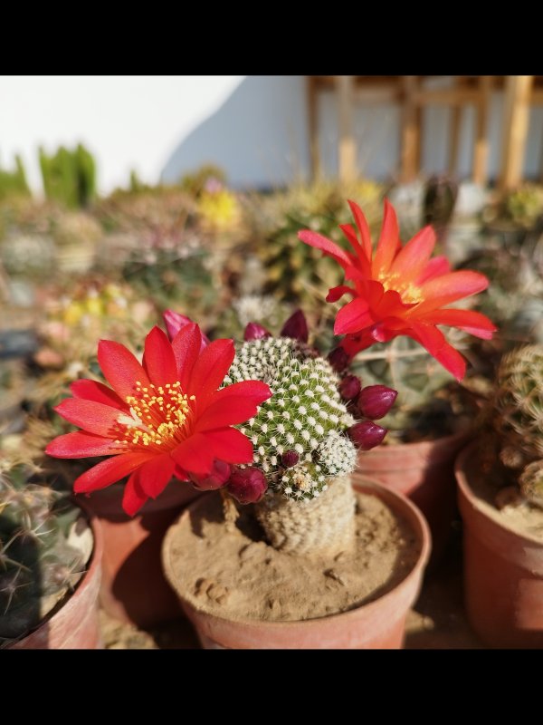 Rebutia krainziana 