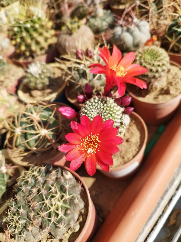 Rebutia krainziana 