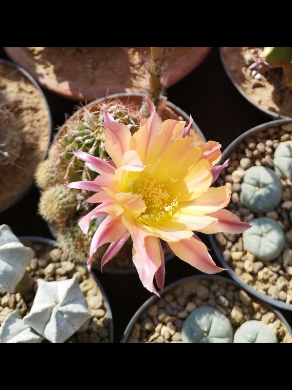 Echinopsis cv. nelissa 