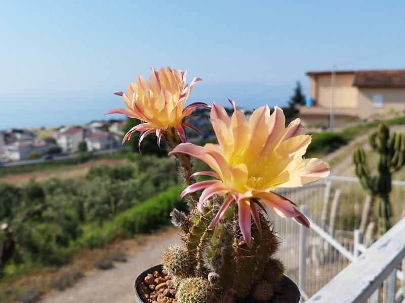 Echinopsis cv. nelissa 