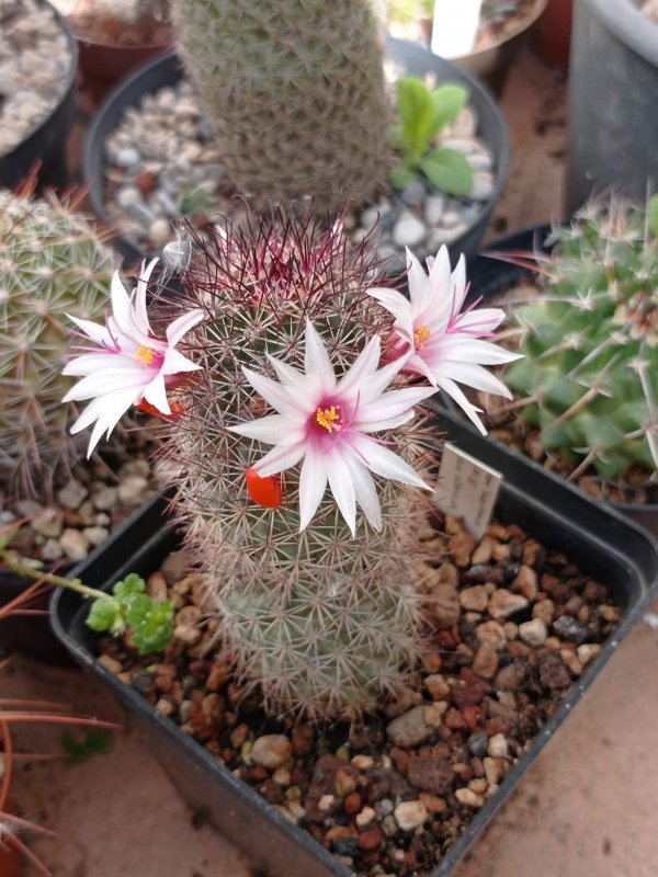 Mammillaria fraileana LAU35