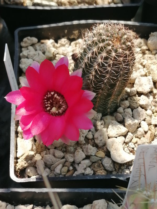 lobivia amblayensis