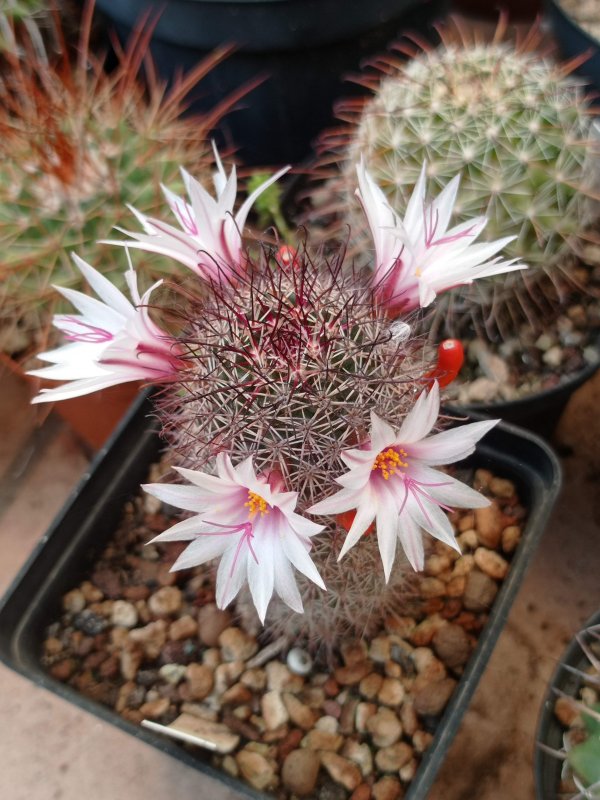 Mammillaria fraileana LAU35