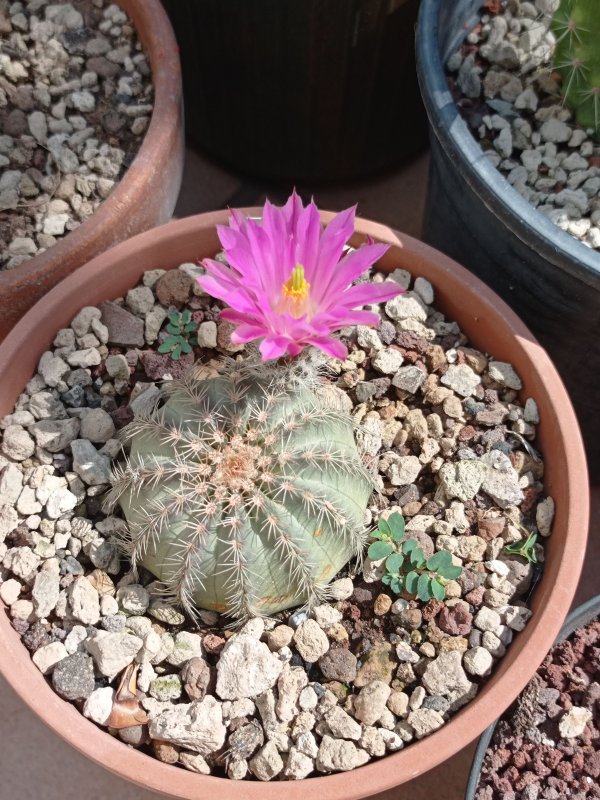 Echinocereus pulchellus ssp. weinbergii 