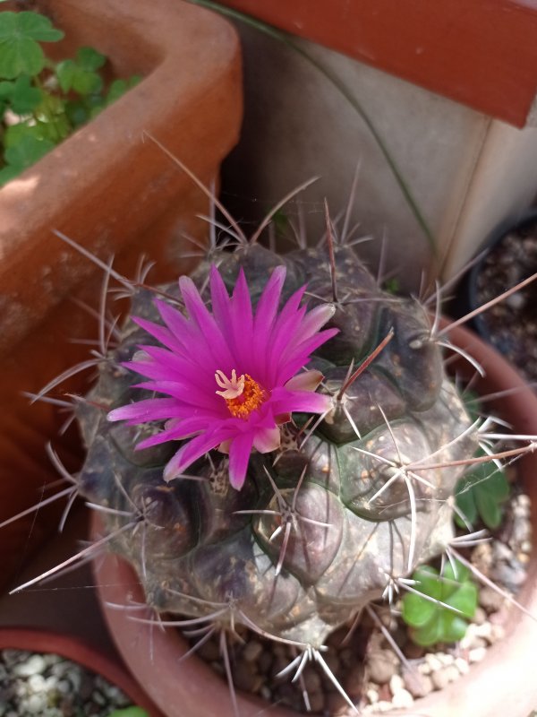 Thelocactus buekii 