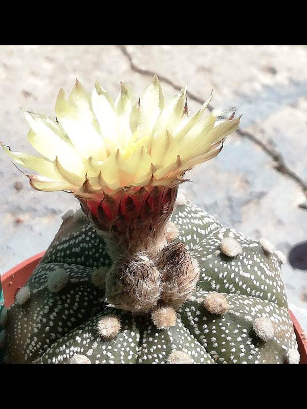 Astrophytum asterias 