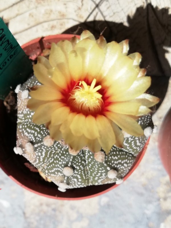 Astrophytum asterias 