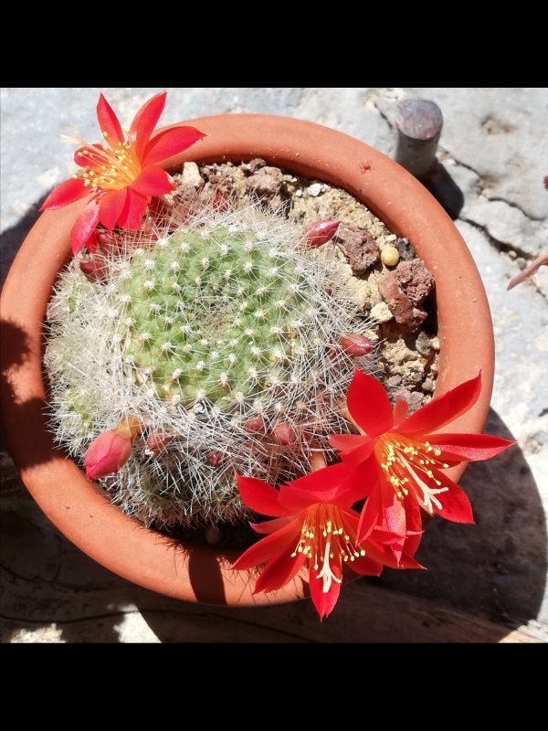 Rebutia senilis 