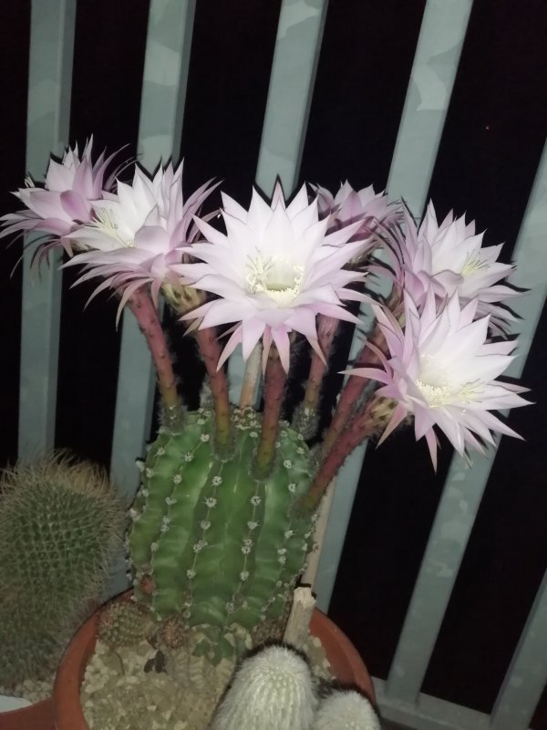 echinopsis oxygona