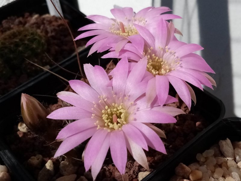 Lobivia wrightiana 