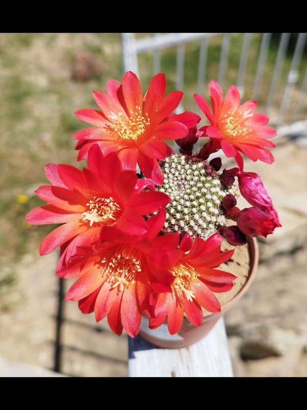 Rebutia krainziana 