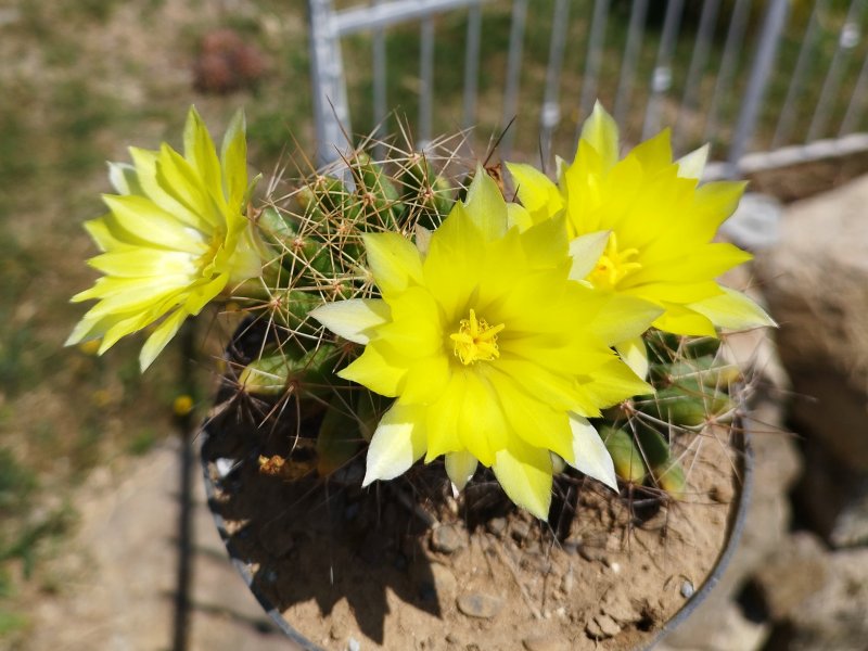 Mammillaria longimamma 