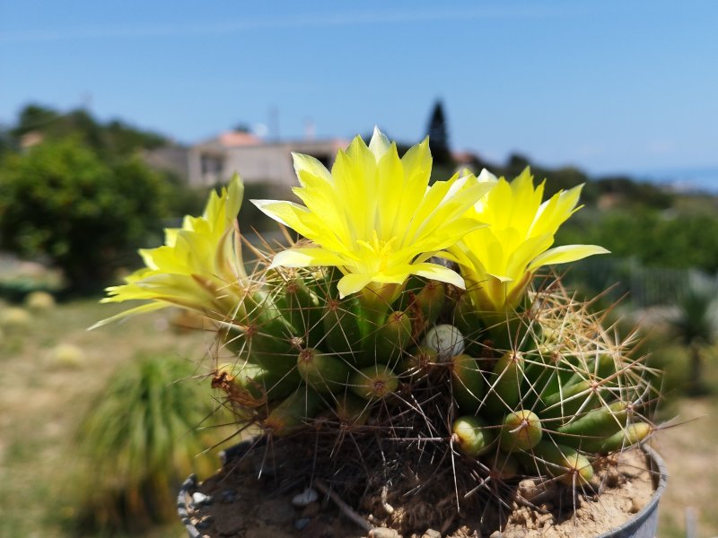 Mammillaria longimamma 