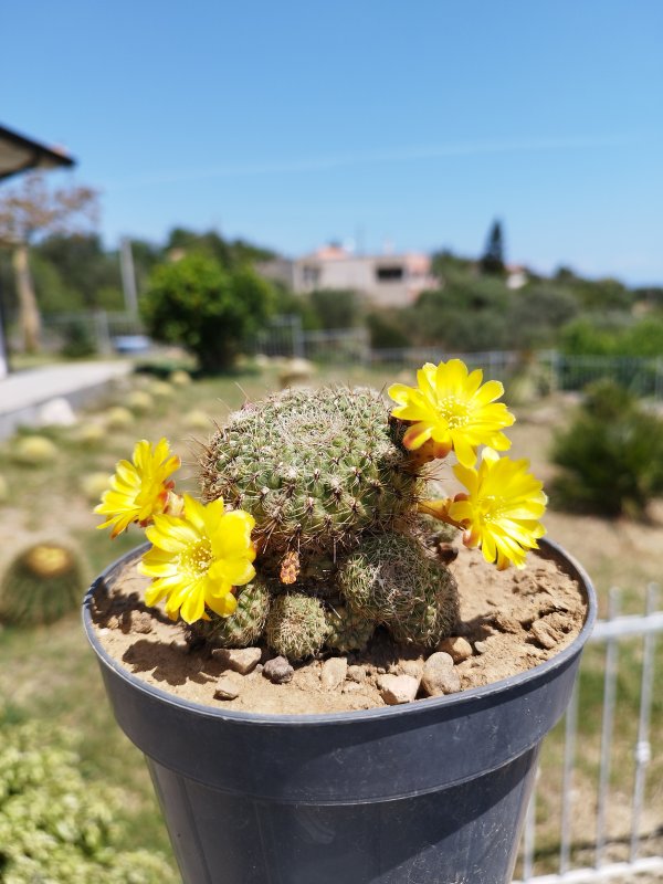 Sulcorebutia arenacea 