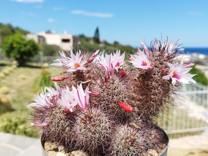 Mammillaria fraileana 