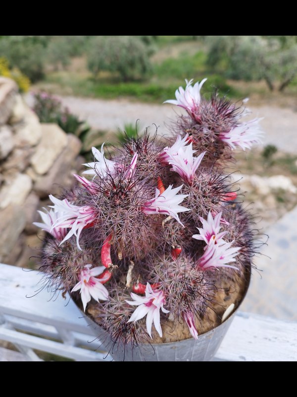 Mammillaria fraileana 