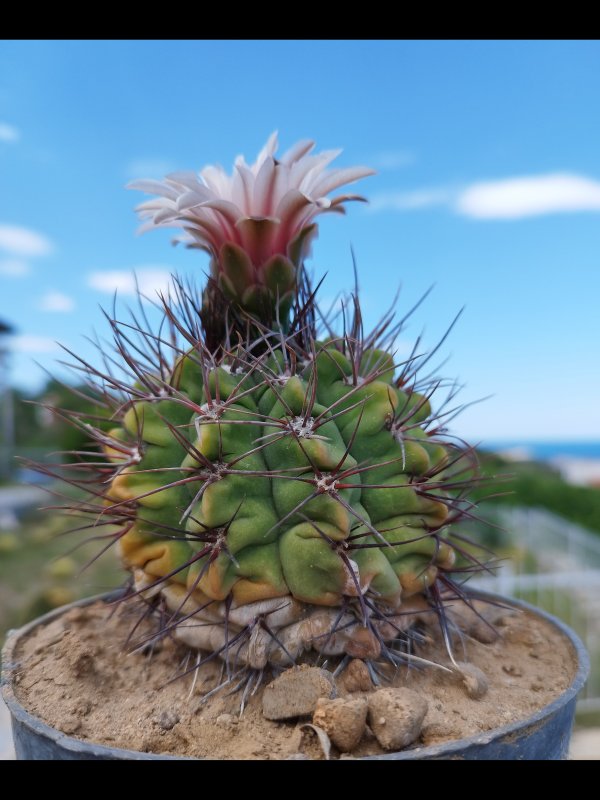 Gymnocalycium mostii Sto 87-002