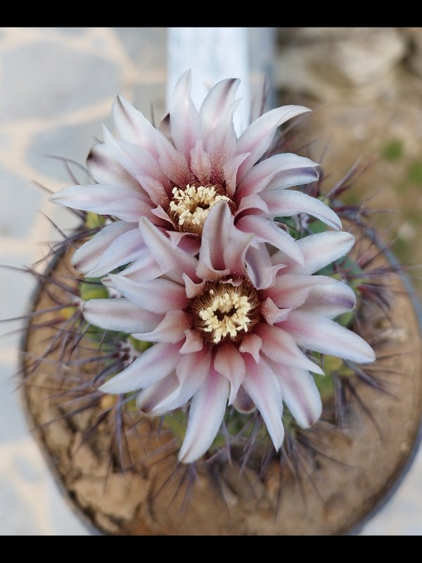 Gymnocalycium mostii Sto 87-002