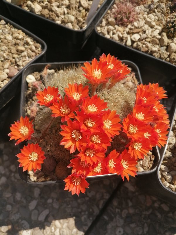 Rebutia flavistyla 