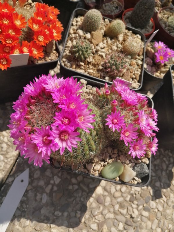 Mammillaria zeilmanniana 