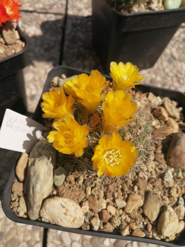 Weingartia neocumingii 