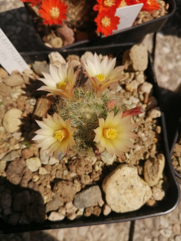 Mammillaria baumii 