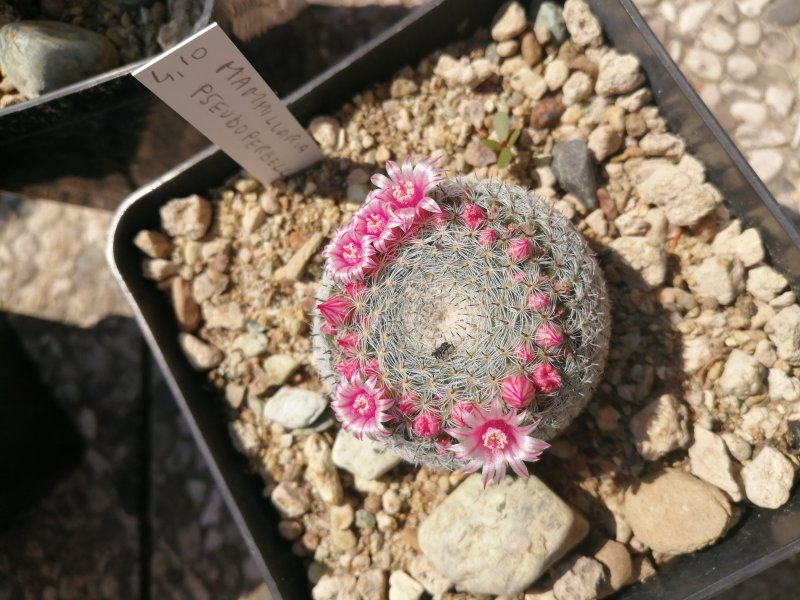 Mammillaria pseudoperbella 