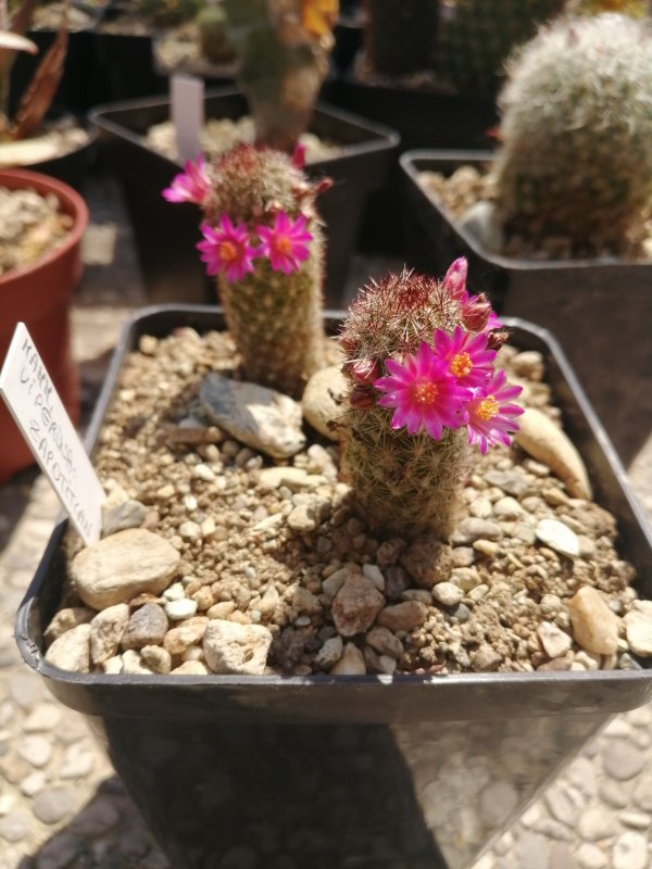 Mammillaria viperina 