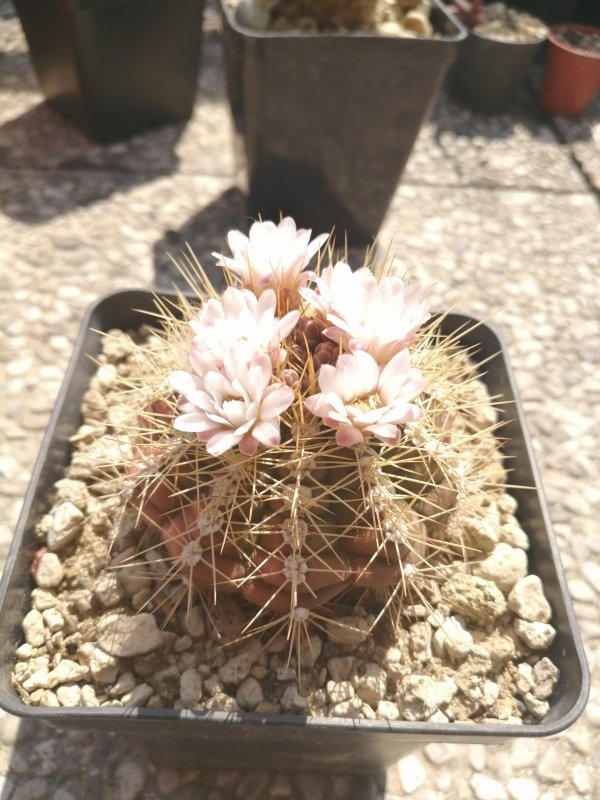 Gymnocalycium chacoense 