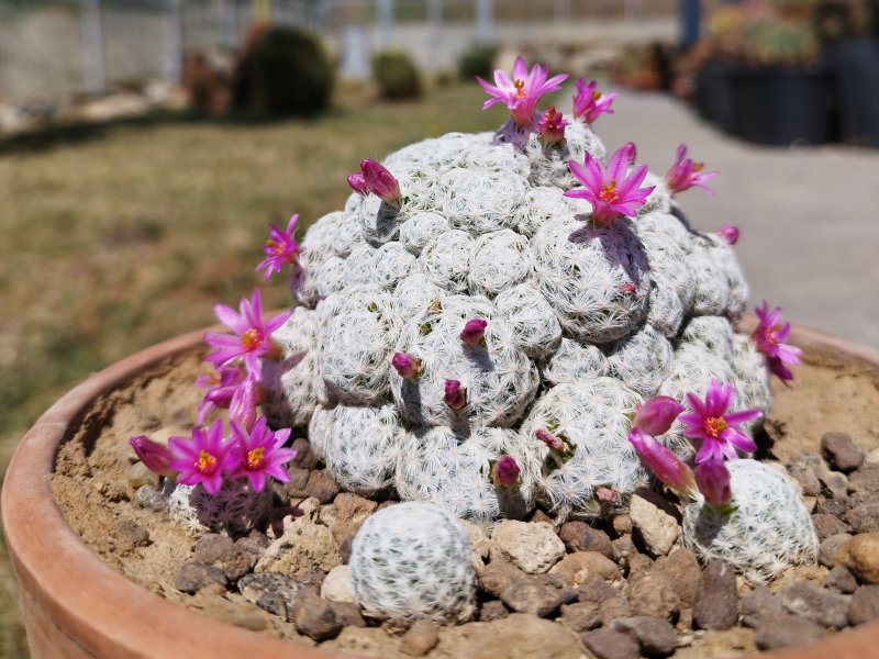 Mammillaria humboldtii 