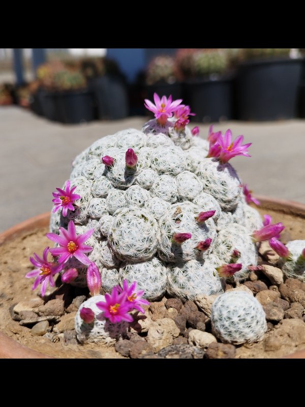 Mammillaria humboldtii 