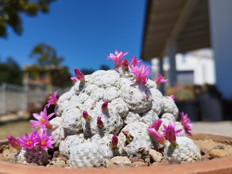 Mammillaria humboldtii 