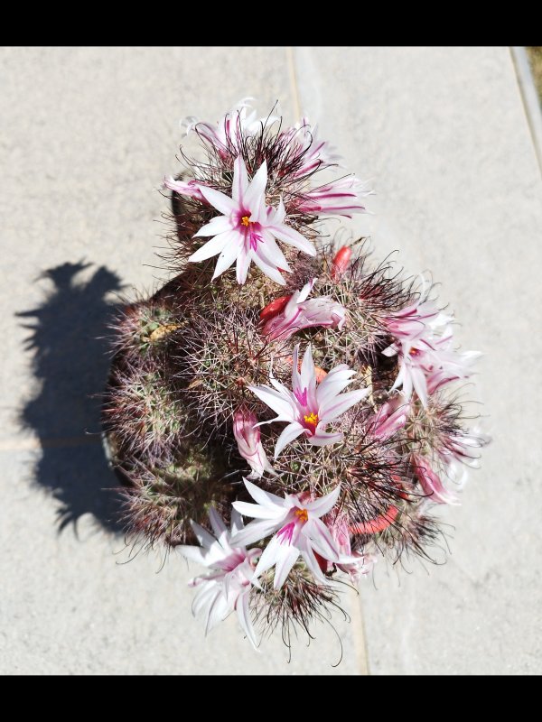 Mammillaria fraileana 