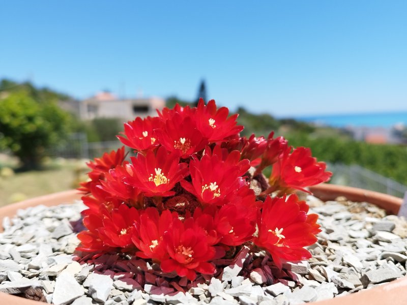 Rebutia heliosa ssp. cajasensis 