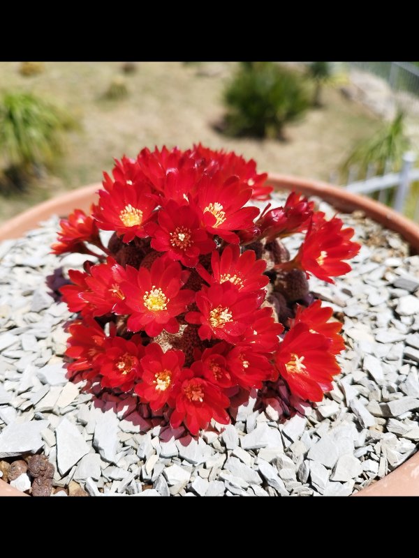 Rebutia heliosa ssp. cajasensis 