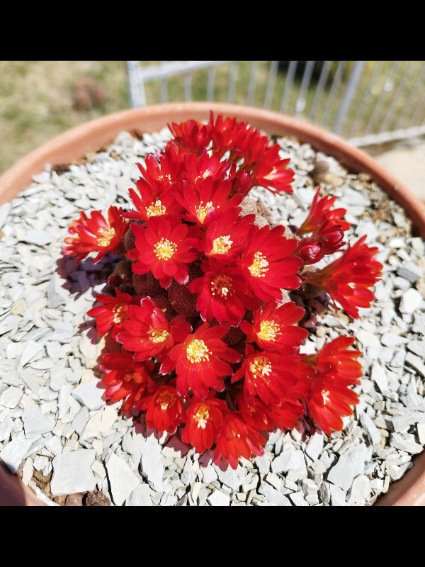 rebutia heliosa ssp. cajasensis