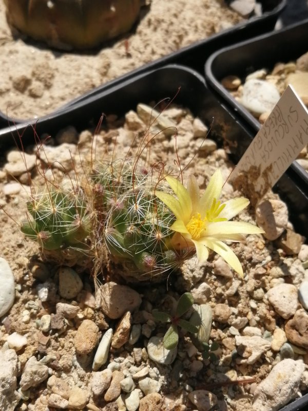 Mammillaria surculosa 