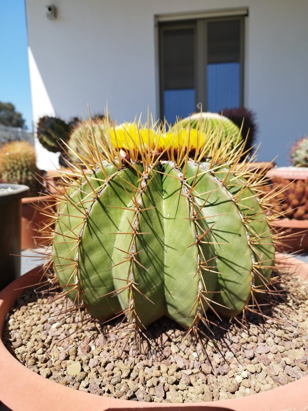 Ferocactus alamosanus 