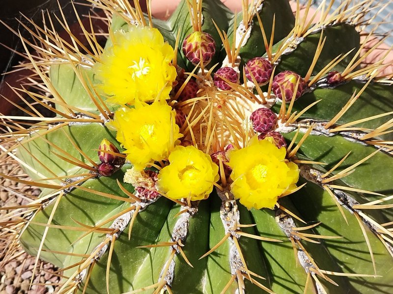 Ferocactus alamosanus 