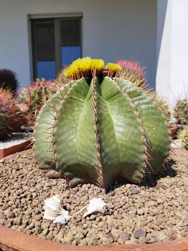 Ferocactus schwarzii 