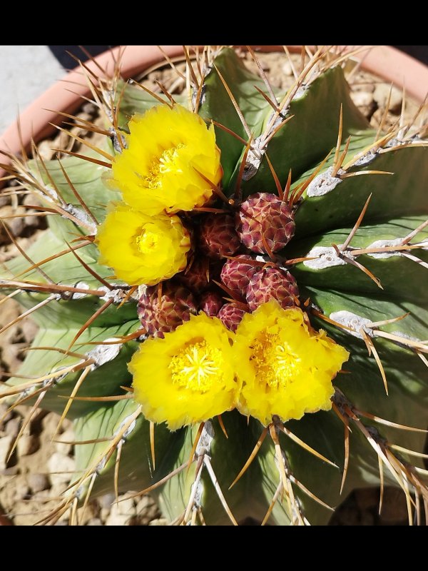 Ferocactus schwarzii 