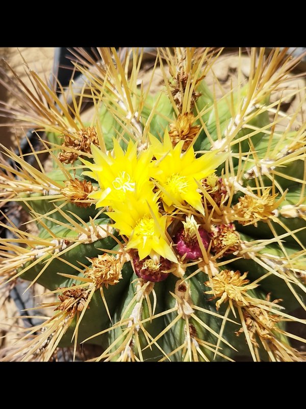 Ferocactus reppenhagenii 